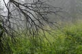 Misty and mysterious forest. The Mountain ` Zyuratkul.` Ural. Autumn