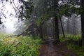 Misty and mysterious forest. The Mountain ` Zyuratkul.` Ural. Autumn