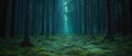 MISTY PATH IN A DARK FOREST Royalty Free Stock Photo
