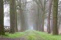 Misty path through the forest Royalty Free Stock Photo