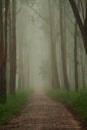 Misty path in a forest in Tamil Nadu