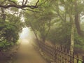 Misty pathway