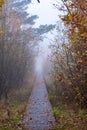 Misty Pathway: Autumn's Fade into Winter