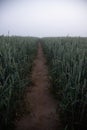 Misty Pathways: Enchanting Gravel Dirt Country Road in a Summer Morning Fog