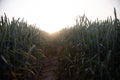 Misty Pathways: Enchanting Gravel Dirt Country Road in a Summer Morning Fog