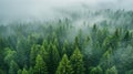 Misty Pine Forest Aerial: Foggy Nature Background Royalty Free Stock Photo