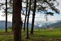 Misty pine forest on the mountain.