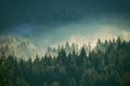 Misty pine forest on the mountain slope in a nature reserve