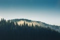 Misty pine forest on the mountain slope