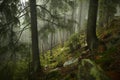 Misty pine forest on the mountain slope in a nature reserve