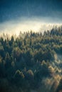 Misty pine forest on the mountain slope in a nature reserve Royalty Free Stock Photo