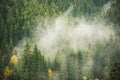 Misty pine forest on the mountain slope in a nature reserve