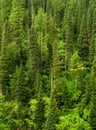 Misty Pine Forest in the Rain Green Lush Growth in Wilderness