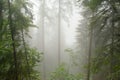 Misty pine trees in an alpine forest Royalty Free Stock Photo