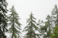 Misty pine trees in an alpine forest Royalty Free Stock Photo