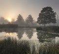 The misty pond early in the morning with the silhouettes of trees Royalty Free Stock Photo