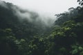 Misty Rainforest Canopy