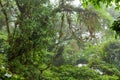 Misty rainforest in Monteverde cloud forest reserve Royalty Free Stock Photo