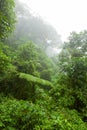 Misty rainforest in Monteverde cloud forest reserve