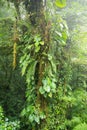 Misty rainforest in Monteverde cloud forest reserve