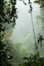 Misty rainforest in Monteverde cloud forest reserve