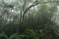 Misty rainforest in Mt.Kinabalu National Park