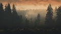 Misty Redwood Forest At Sunrise View With Spruce And Holly