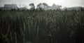 misty rice fields in the morning