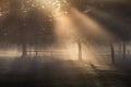 Misty Richmond Park with early morning sun rays. Royalty Free Stock Photo
