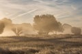 Misty Richmond Park with early morning sun rays. Royalty Free Stock Photo