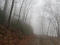 Misty roadbed in the Appalachians