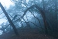 Misty scary forest in fog Royalty Free Stock Photo