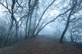 Misty scary forest in fog Royalty Free Stock Photo