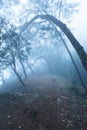 Misty scary forest in fog Royalty Free Stock Photo