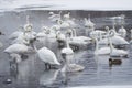 Misty scene of Whooper Swans at Lake Kussharo, Hokkaido Royalty Free Stock Photo