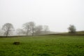 Misty Scenery in Wharfedale