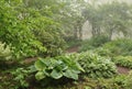 Misty shade garden with trellis Royalty Free Stock Photo