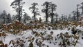 misty-snow covered alpine bushes and coniferous forest at yumthang valley near lachung