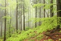 misty spring deciduous forest springtime deciduous forest with beech trees covered with fresh leaves on branches in foggy weather Royalty Free Stock Photo