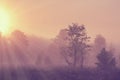 Misty spring morning landscape on bright sunrise with vivid sunbeams through trees on meadow
