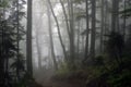 Misty spruce-beech forest