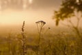 Misty summer end background, sunrise dawn and dewy grass with spider webs Royalty Free Stock Photo