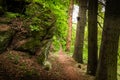 Misty summer forest in South Bohemia