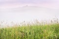 Misty Summer Sunrise in the Mountains: Tall Grass, Thick Fog over a Mountain, Trees and Dramatic Purple Clouds in Background. New Royalty Free Stock Photo