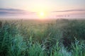 Misty summer sunrise over meadow Royalty Free Stock Photo