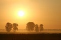 Misty summer sunrise with trees in the field