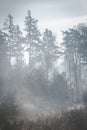 Misty sunny morning with sunlight lighting up the ground. tree silhouettes