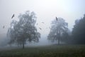 Misty sunrise clouds below mountains tree silhouette Royalty Free Stock Photo