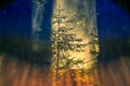 Misty sunrise in forest closeup Royalty Free Stock Photo