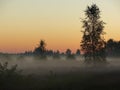 Misty sunrise on the heath